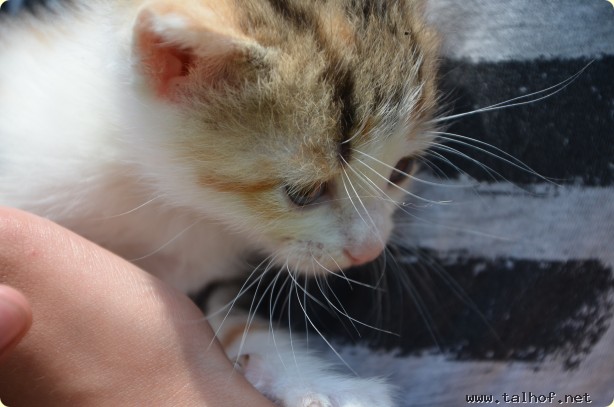 Babyk�tzchen im Mai 2013 geboren.
